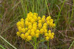 Low pinebarren milkwort